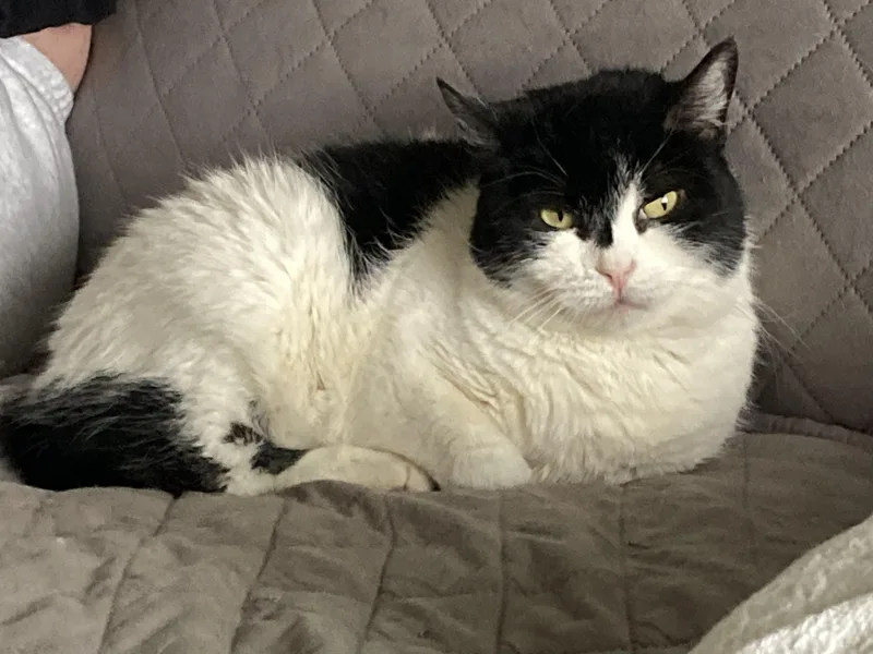 An adult medium-sized female Black & White / Tuxedo Manx cat named Daisy for adoption in Allentown, PA
