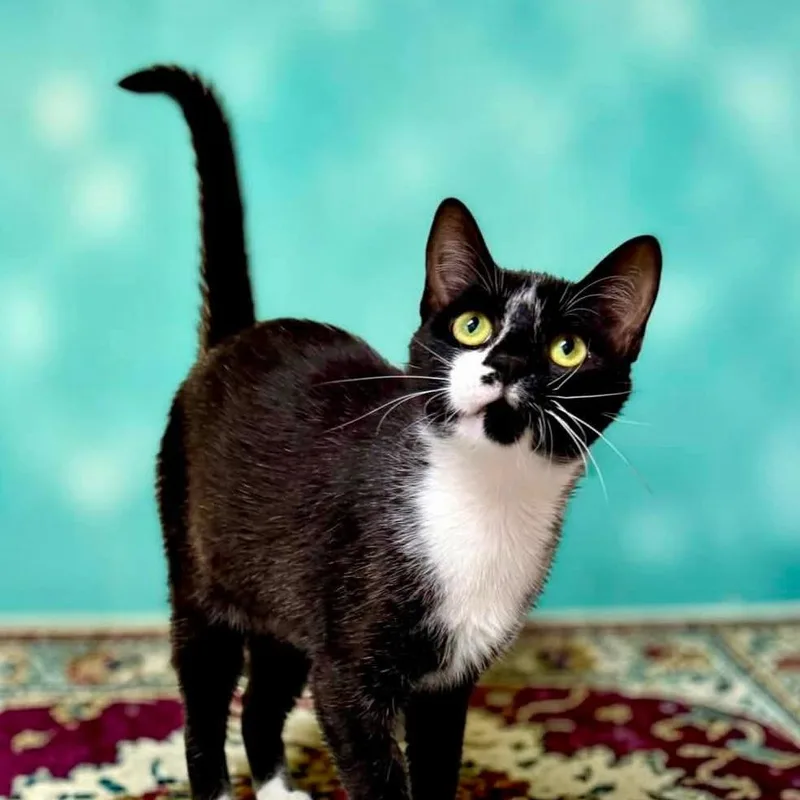 A young medium-sized male Black Domestic Short Hair cat named Nemo for adoption in Bentonville, AR