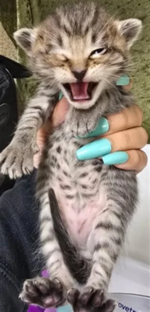 A baby small-sized male Domestic Short Hair cat named Cashew for adoption in Riverside, CA