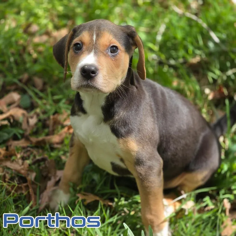 Porthos