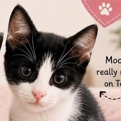 A baby small-sized female Black Domestic Short Hair cat named Tofu for adoption in Henderson, NV