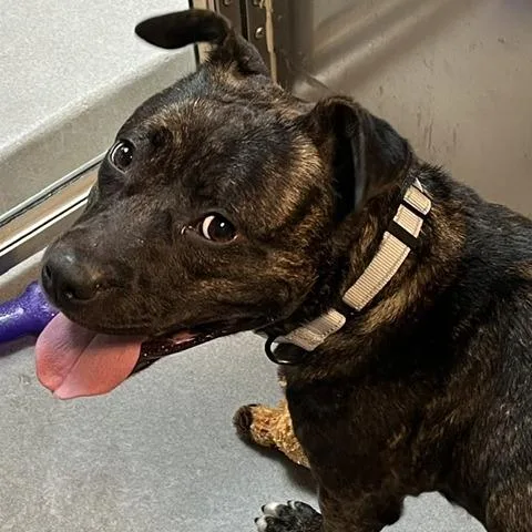 An adult medium-sized female Brindle Pit Bull Terrier dog named Lucy for adoption in Baltimore, MD