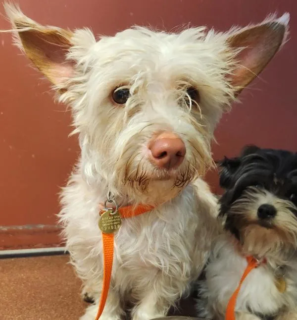 An adult medium-sized male Terrier dog named Mr. Darcy for adoption in Oakland, CA
