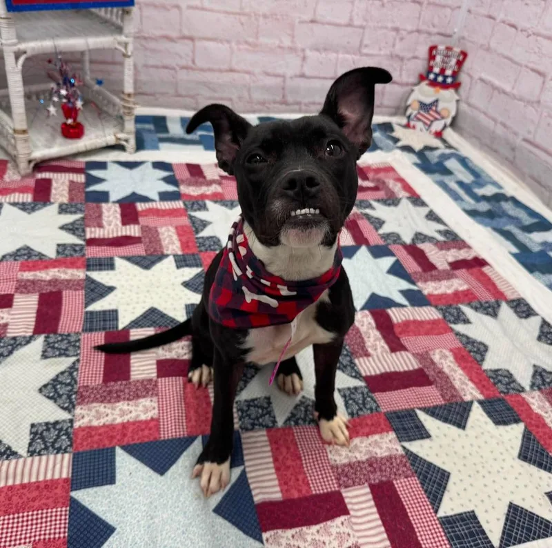 A young medium-sized female Mixed Breed dog named Phi Phi for adoption in Detroit, MI