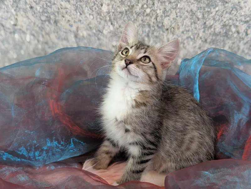 A baby small-sized female Domestic Medium Hair cat named Portia for adoption in Houston, TX