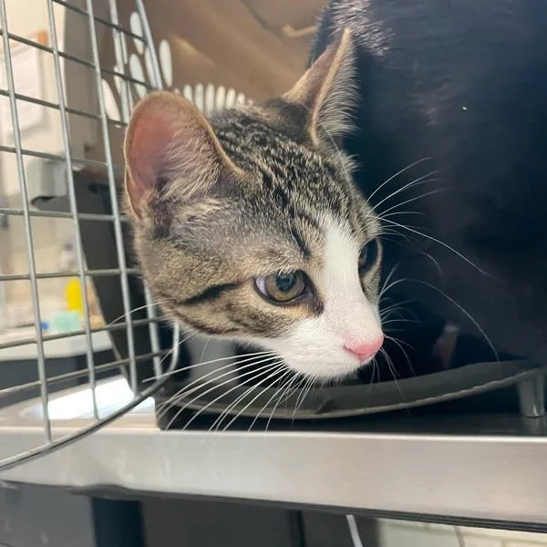 A young small-sized male Domestic Short Hair cat named King for adoption in Des Moines, IA