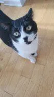 An adult small-sized male Domestic Short Hair cat named Winston James for adoption in West Chester, PA