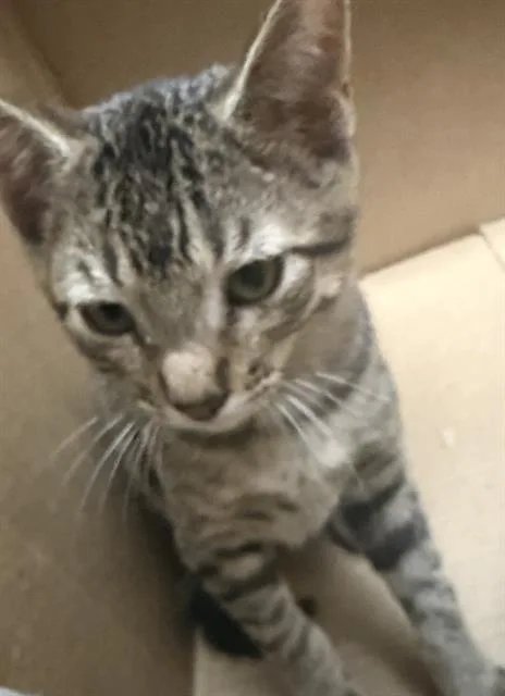 A baby large-sized female Domestic Short Hair cat named Jane for adoption in San Antonio, TX
