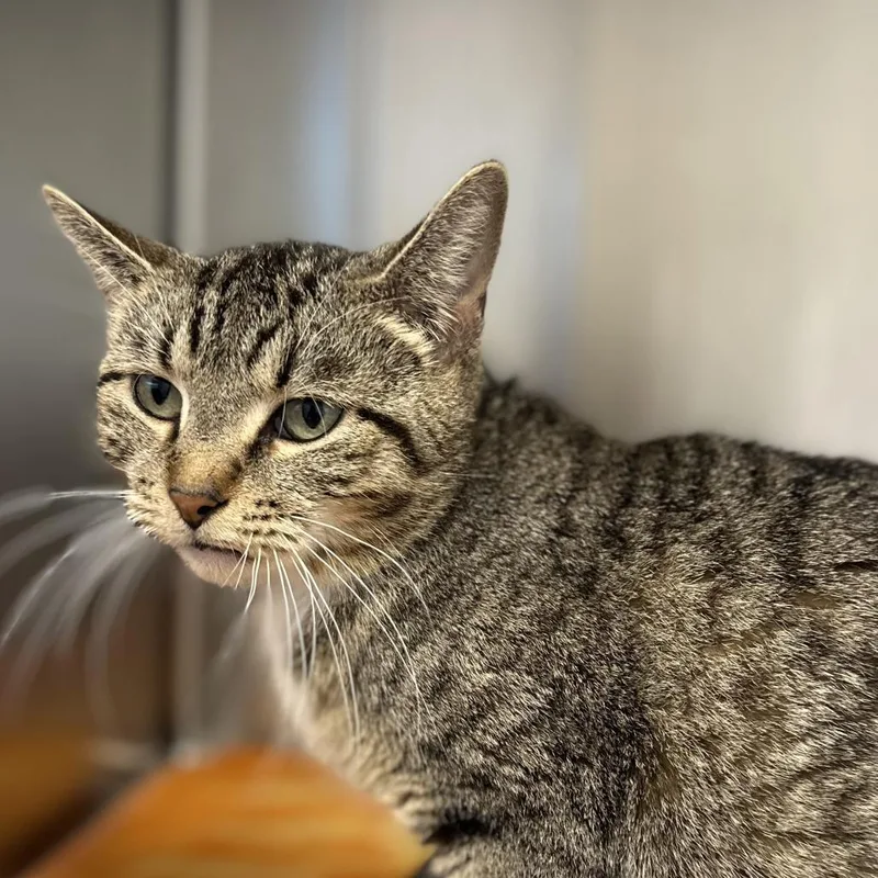 An adult medium-sized female Brown / Chocolate Domestic Short Hair cat named Mamma Mittens for adoption in Washington Township, OH