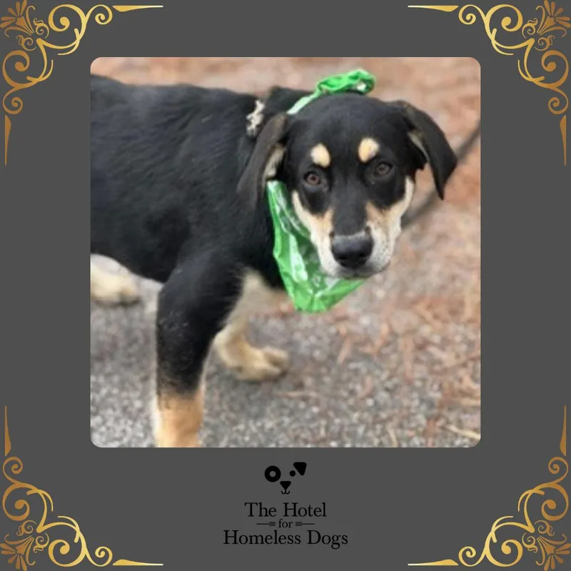 A baby medium-sized male Tricolor (Brown, Black, & White) Shepherd dog named Buddy for adoption in Cumberland, RI