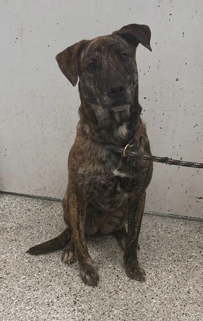 An adult large-sized female Brown / Chocolate Mixed Breed dog named Lola for adoption in Kansas City, MO