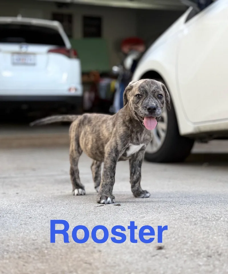 A young medium-sized male Hound dog named Rooster for adoption in Ball Ground, GA