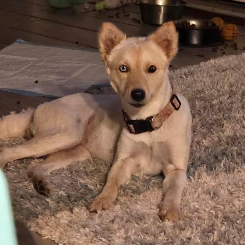 An adult medium-sized female Apricot / Beige Akita dog named Kira for adoption in Brownsville, TX