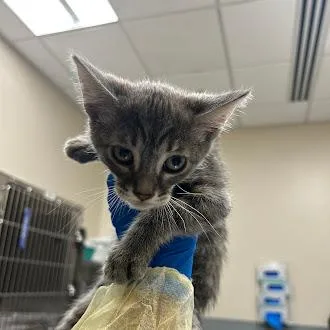 A baby small-sized female Domestic Short Hair cat named Minnie for adoption in Las Vegas, NV