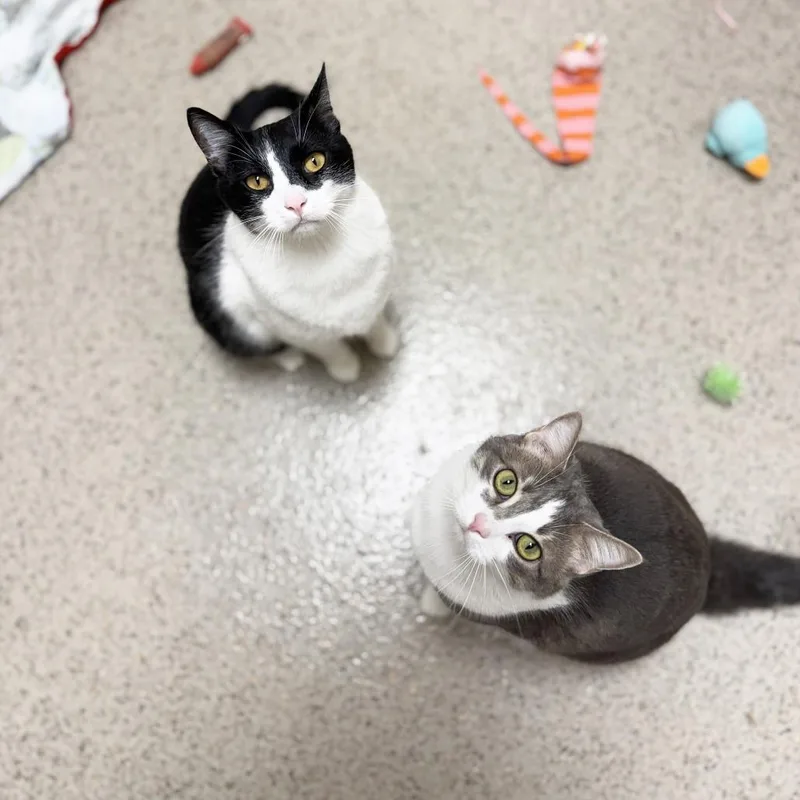 An adult large-sized male Black & White / Tuxedo Domestic Short Hair cat named Scooter  Playful And for adoption in Oshkosh, WI