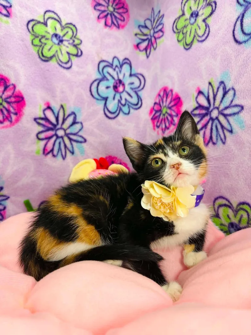 A young medium-sized female Calico Domestic Short Hair cat named Garnet for adoption in Tavares, FL