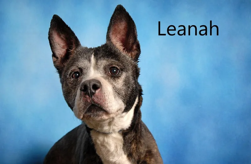 A senior medium-sized female Black Australian Cattle Dog / Blue Heeler dog named Leanah for adoption in Mount Vernon, OH