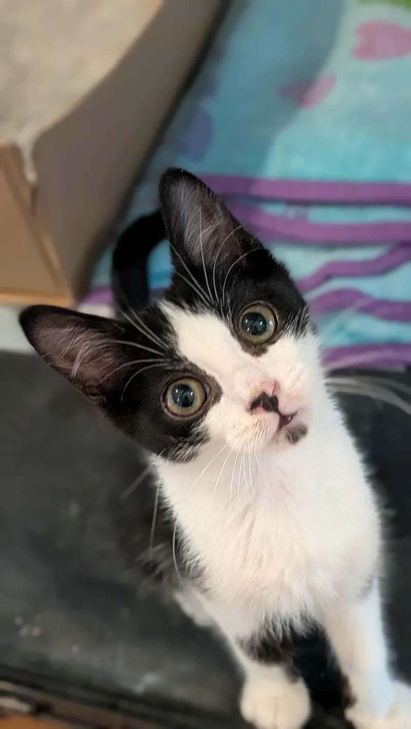 A baby medium-sized male Tuxedo cat named Tippy for adoption in Wilmington, NC