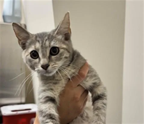 A baby small-sized female Domestic Short Hair cat named Darla for adoption in Naples, FL