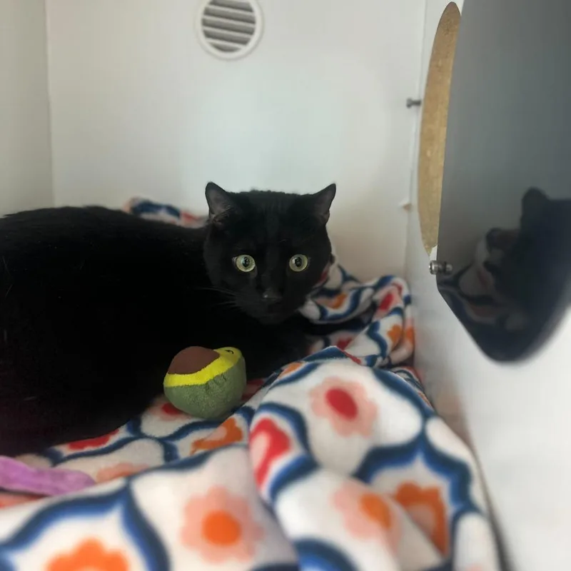 An adult large-sized male Black Domestic Short Hair cat named Jack for adoption in Matteson, IL