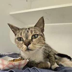 An adult medium-sized female Black Domestic Short Hair cat named Paint for adoption in Philadelphia, PA
