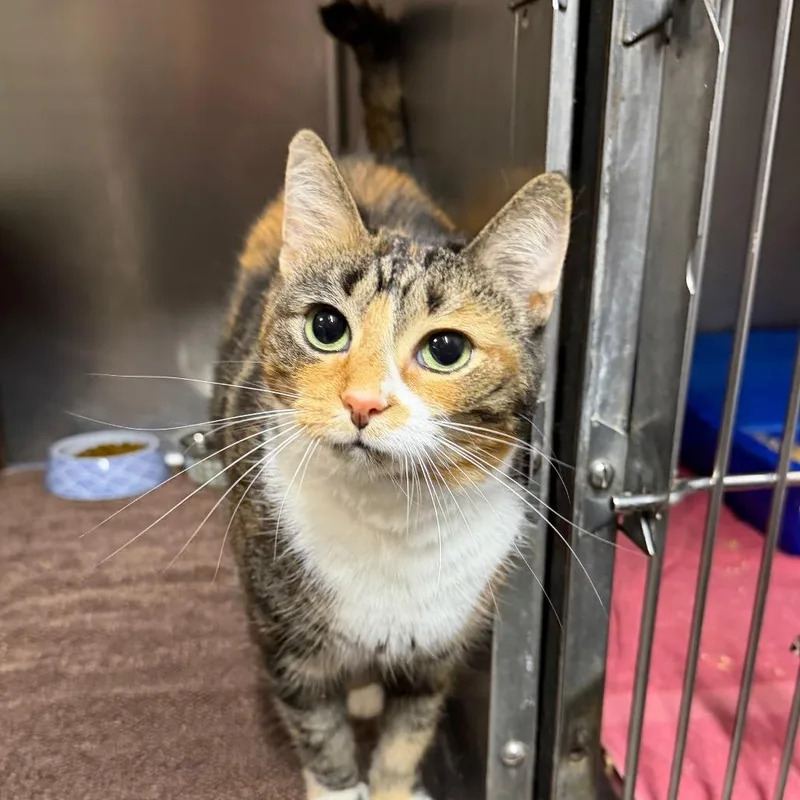 An adult medium-sized female Domestic Short Hair cat named Dill Pickle for adoption in West Olive, MI