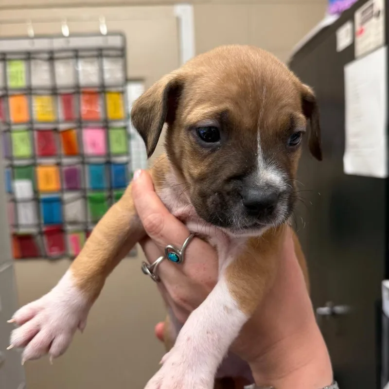 A baby small-sized male Hound dog named Blueberry for adoption in Troy, VA