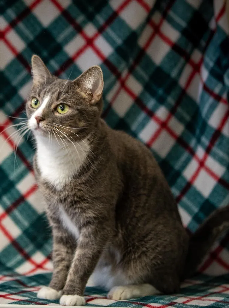 Frosty Mcmittens thumbnail 2