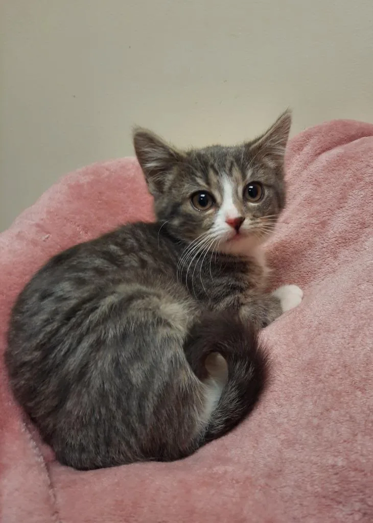 Frosty Mcmittens thumbnail 4