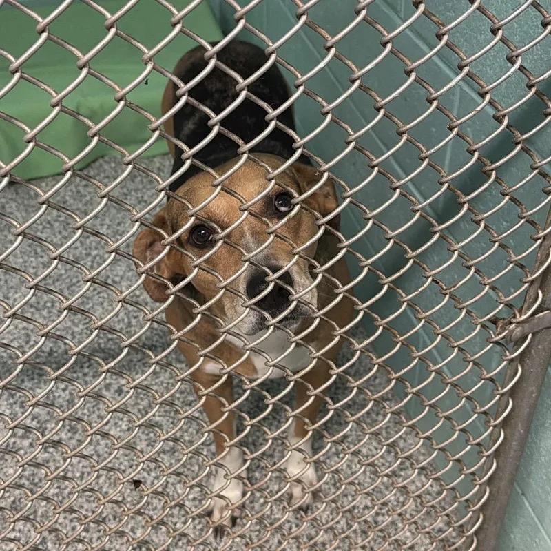 A senior large-sized female Black Catahoula Leopard Dog dog named Cassie for adoption in Port Charlotte, FL