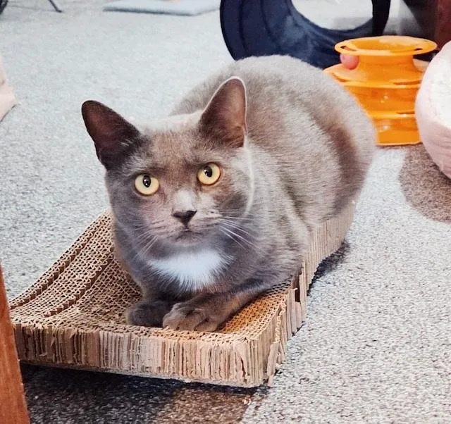 A young medium-sized female Gray / Blue / Silver Russian Blue cat named Pepper for adoption in Philadelphia, PA