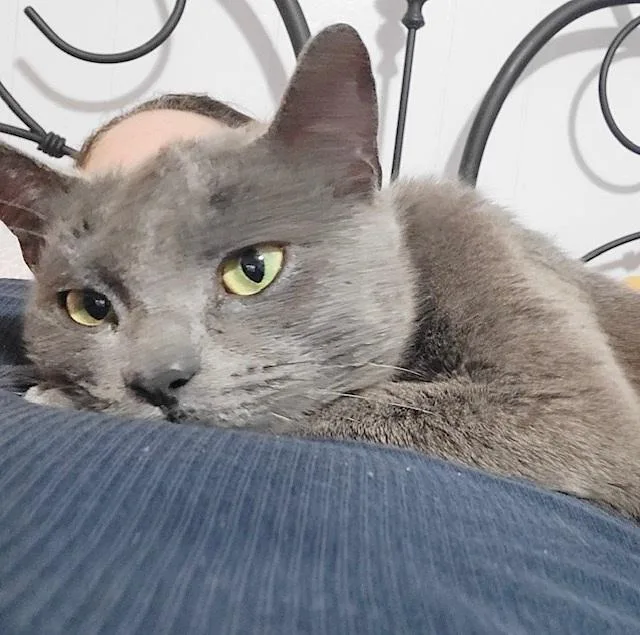 Pepper thumbnail 4