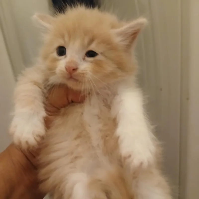 Loki