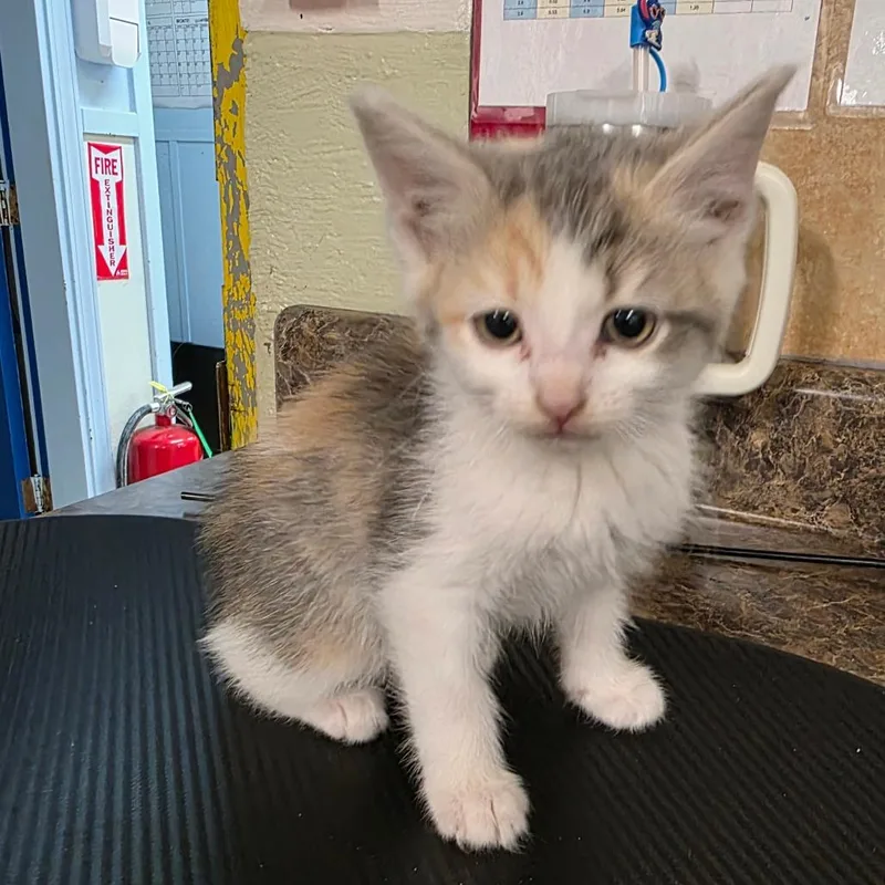 A baby small-sized female Calico Domestic Short Hair cat named Nidorina for adoption in Eureka Springs, AR
