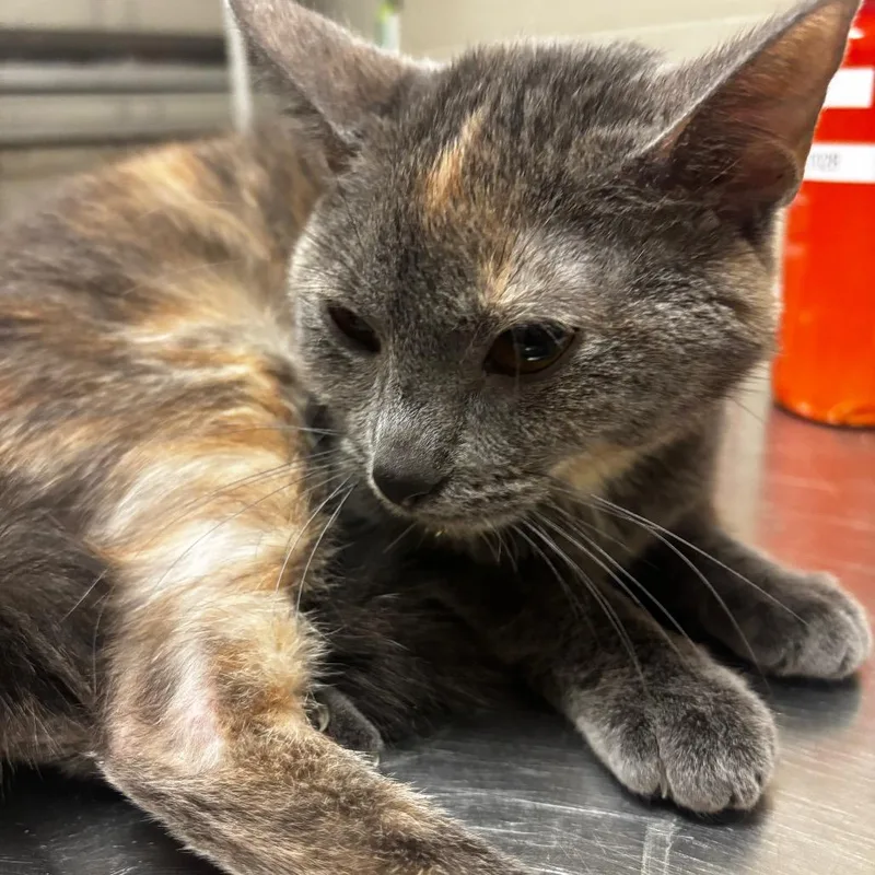 A young medium-sized female Calico Domestic Short Hair cat named Penny for adoption in Bristol, IN