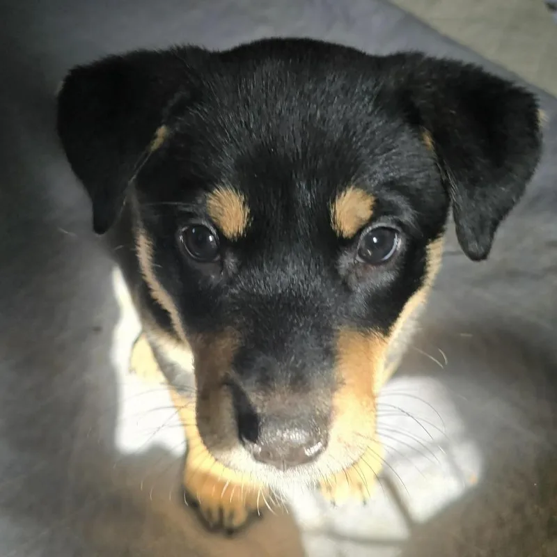 A baby medium-sized female German Shepherd Dog dog named Lilith for adoption in Minneapolis, MN