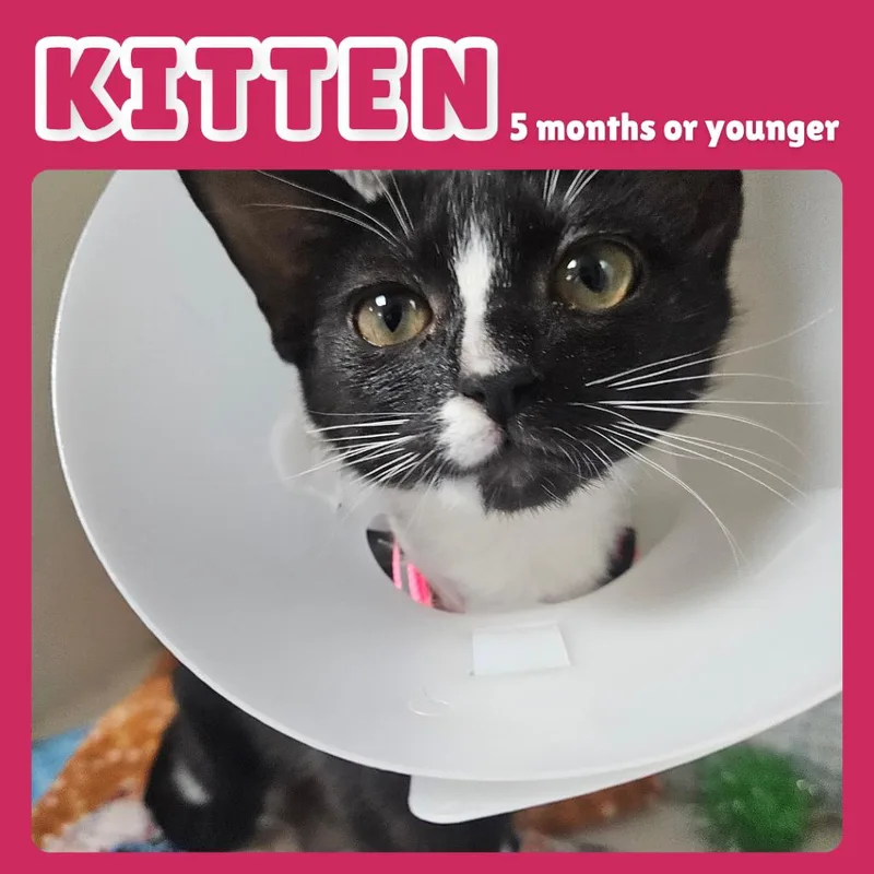 A baby small-sized female Black Domestic Short Hair cat named Venus for adoption in Gainesville, FL