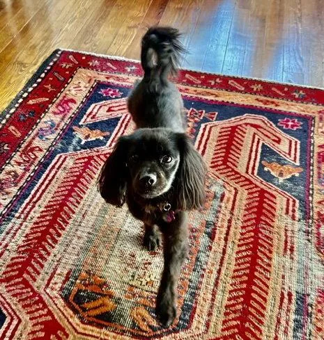 A young small-sized male Spaniel dog named Todd Titonka for adoption in Alpharetta, GA