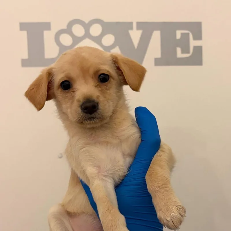 A baby small-sized female White / Cream Labrador Retriever dog named Sarah for adoption in Edinburg, TX