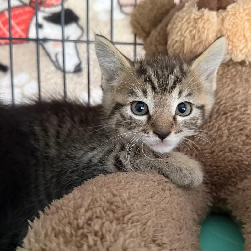 A baby small-sized male Brown / Chocolate Domestic Short Hair cat named Pico for adoption in Englewood, FL