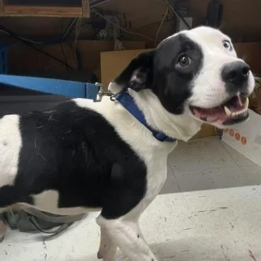 An adult medium-sized male Mixed Breed dog named Hennessey for adoption in Marble, NC