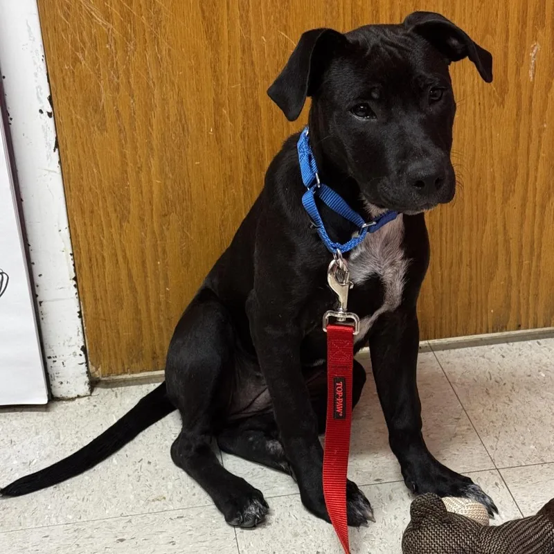 A baby medium-sized female Black Labrador Retriever dog named Nova for adoption in Austin, TX