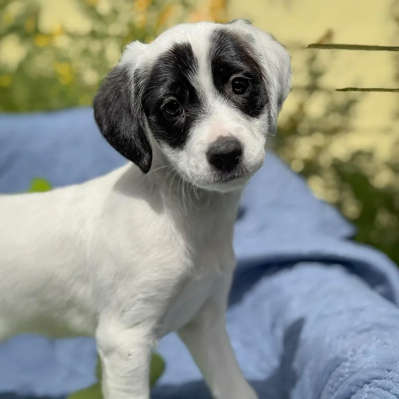A baby medium-sized female Spaniel dog named Cheers Pup  Kirstie for adoption in San Diego, CA