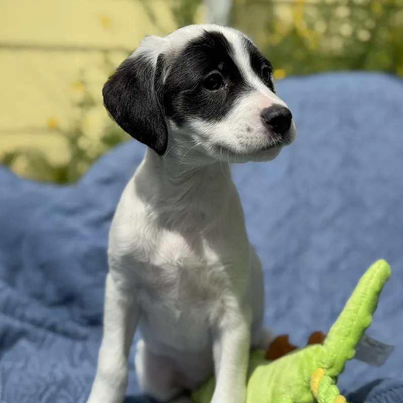 Cheers Pup  Kirstie thumbnail 3