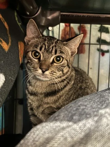 A young small-sized female Domestic Short Hair cat named Megan for adoption in Virginia Beach, VA