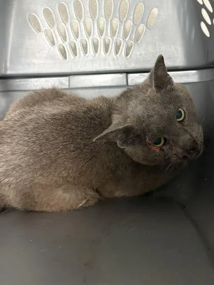 An adult small-sized male Domestic Short Hair cat named Brisket for adoption in West Chester, PA
