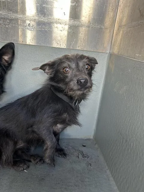 An adult small-sized male Chihuahua dog named Mac for adoption in Sacramento, CA