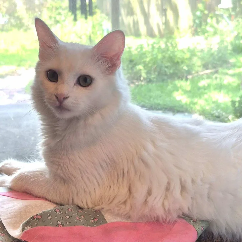 A young medium-sized male White Siamese cat named Wally for adoption in Spring Branch, TX