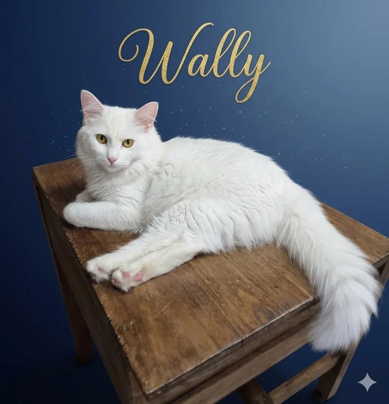 Wally thumbnail 3