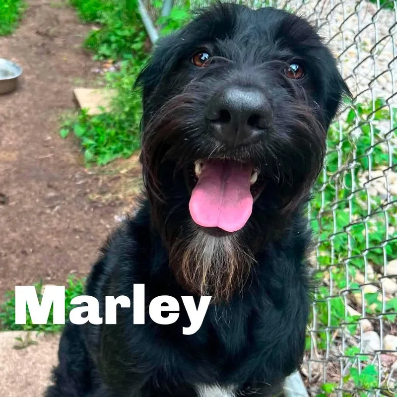 Marley